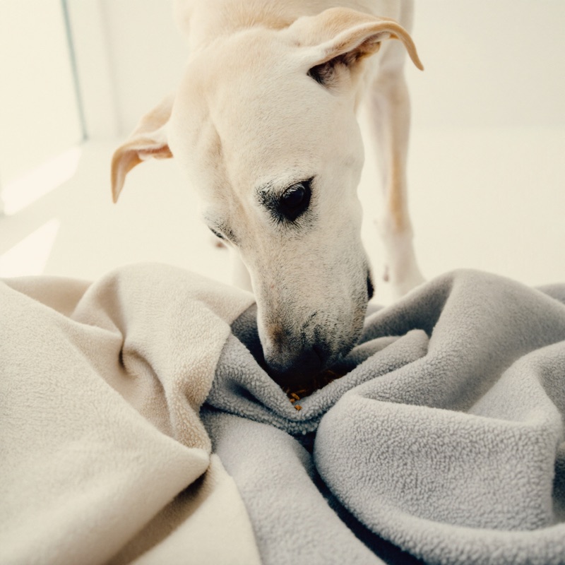 Chien clair qui enfouit son museau dans les plis du tapis pour débusquer les croquettes